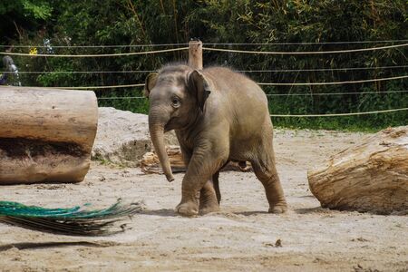 The Asian elephant, Elephas maximus also called Asiatic elephant, is the only living species of the genus Elephas and is distributed in the Indian subcontinent and Southeast Asiaの写真素材