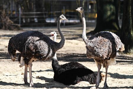The common ostrich, Struthio camelus, or simply ostrich, is a species of large flightless bird native to Africa. It is one of two extant species of ostrichesの写真素材