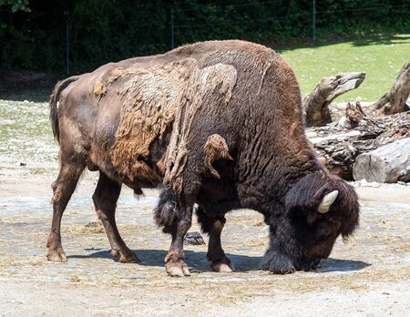 The American bison or simply bison, also commonly known as the American buffalo or simply buffalo,...