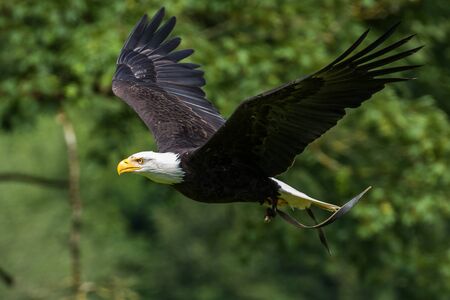 The bald eagle lat. haliaeetus leucocephalus is a bird of prey found in North America.
