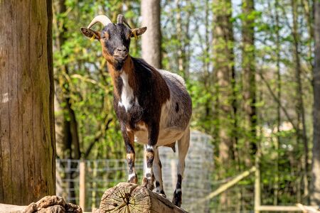 Domestic Goat, Capra aegagrus hircus. Goats are one of the oldest domesticated species of animal, and have been used for milk, meat, fur, and skins across much of the world.の写真素材
