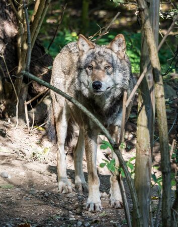 The wolf, Canis lupus, also known as the grey wolf or timber wolf is a canine native to the...
