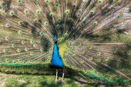 The Indian peafowl or blue peafowl, Pavo cristatus is a large and brightly coloured bird, is a species of peafowl native to South Asia, but introduced in many other parts of the world.の写真素材