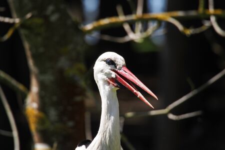 The European white stork, Ciconia ciconia is a large bird in the stork family Ciconiidae. Its plumage is mainly white, with black on its wings.の写真素材