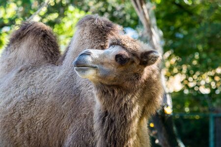 The Bactrian camels, Camelus bactrianus is a large, even-toed ungulate native to the steppes of Central Asia. The Bactrian camel has two humps on its backの写真素材