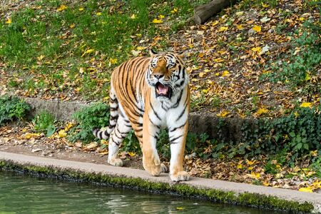 The Siberian tiger,Panthera tigris altaica is the biggest cat in the worldの写真素材