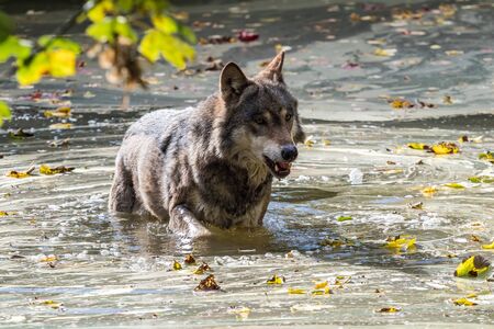 The wolf, Canis lupus, also known as the grey wolf or timber wolf is a canine native to the wilderness and remote areas of Eurasia and North America.の写真素材