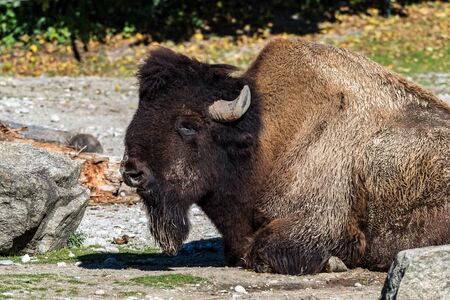 The American bison or simply bison, also commonly known as the American buffalo or simply buffalo, is a North American species of bison that once roamed North America in vast herds.の写真素材