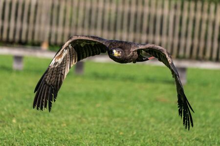 The Harris's hawk, Parabuteo unicinctus formerly known as the bay-winged hawk or dusky hawk, is a...