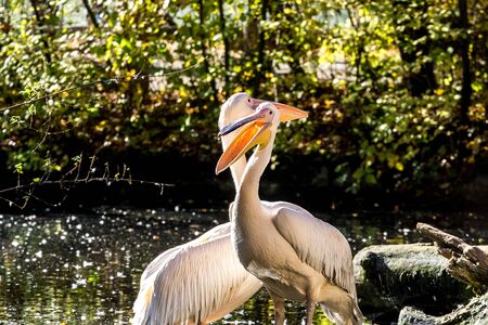 The Great White Pelican, Pelecanus onocrotalus also known as the rosy pelican is a bird in the pelican family.の写真素材