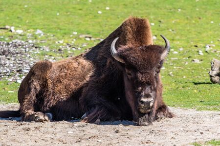 The American bison or simply bison, also commonly known as the American buffalo or simply buffalo,...