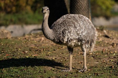 Darwin's rhea, Rhea pennata also known as the lesser rhea. It is a large flightless bird, but the smaller of the two extant species of rheas.の写真素材