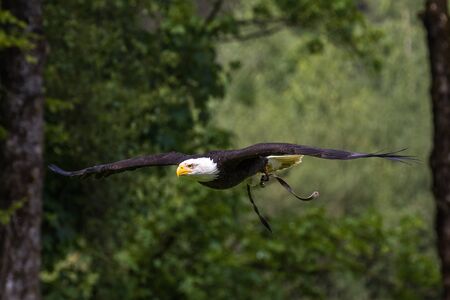 The bald eagle lat. haliaeetus leucocephalus is a bird of prey found in North America.