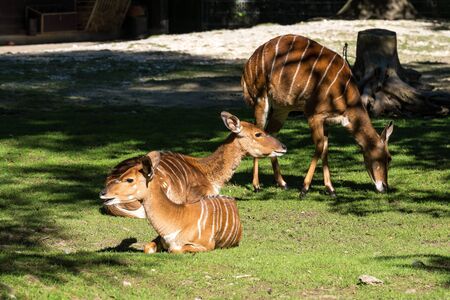 Indian Blackbuck, Antelope cervicapra or Indian antelope. The blackbuck inhabits grassy plains and slightly forested areas. Fast animals, the blackbuck can run at as high as 80 kilometers per hours.の写真素材