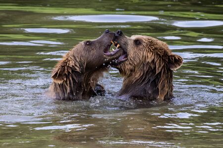 European brown bear, ursus arctos in a park in germanyの写真素材