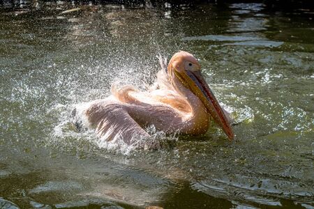 The Great White Pelican, Pelecanus onocrotalus also known as the rosy pelican is a bird in the pelican family.の写真素材