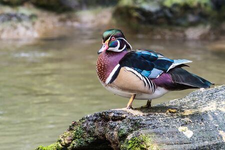 The wood duck or Carolina duck, Aix sponsa is a species of perching duck found in North America. It is one of the most colorful North American waterfowl.の写真素材