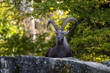 Male mountain ibex - capra ibex in the zooの写真素材