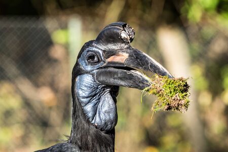 The Abyssinian northern Ground Hornbill, Bucorvus abyssinicus or northern ground hornbill is an African bird, found north of the equator, and is one of two species of ground hornbill.の写真素材