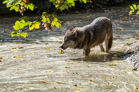 The wolf, Canis lupus, also known as the grey wolf or timber wolf is a canine native to the...
