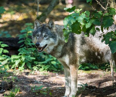 The wolf, Canis lupus, also known as the grey wolf or timber wolf is a canine native to the...