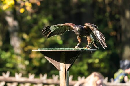 The Harris's hawk, Parabuteo unicinctus formerly known as the bay-winged hawk or dusky hawk, is a...