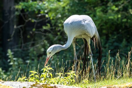 The Blue Crane, Grus paradisea, is an endangered bird specie endemic to Southern Africa. It is the national bird of South Africaの写真素材