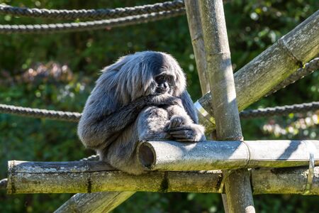 The siamang,Symphalangus syndactylus is an arboreal black-furred gibbon native to the forests of Malaysia, Thailand, and Sumatra. The largest of the gibbons.の写真素材
