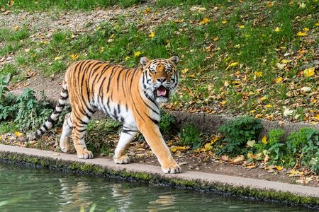 The Siberian tiger,Panthera tigris altaica is the biggest cat in the worldの写真素材