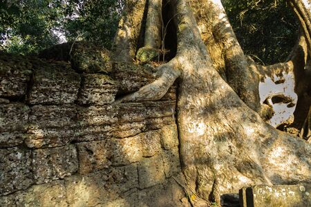 Ta Prohm , Angkor , Cambodia. The ancient temple where roots of the jungle trees intertwine with the masonry of these ancient structures producing surreal world.の写真素材