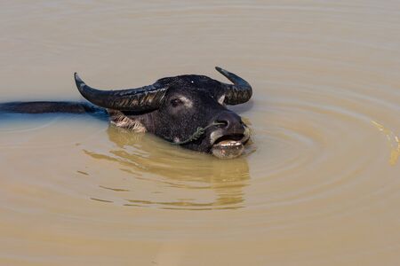 Wild buffalo in the waters of the Mekong river on the 4000 islands zone near the Cambodian border