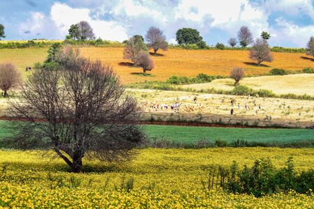 Fields in the central highlands of Myanmar show their beautiful colors, northwest of Inle Lake, near Pindayaの写真素材