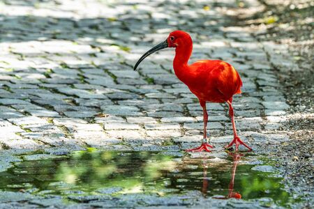 Scarlet ibis, Eudocimus ruber. Wildlife animal in the zooの写真素材
