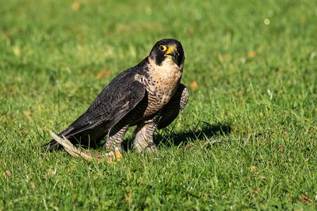 The peregrine falcon, Falco peregrinus also known as the peregrine and historically as the duck hawk in North America is a widespread bird of prey in the family Falconidae.の写真素材