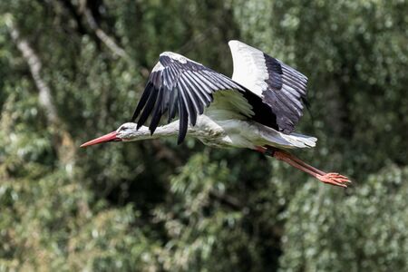 The European white stork, Ciconia ciconia is a large bird in the stork family Ciconiidae. Its plumage is mainly white, with black on its wings.の写真素材