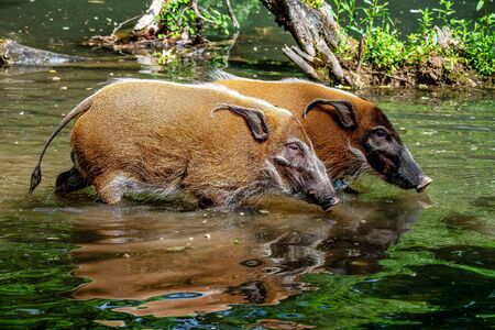 Red river hog, Potamochoerus porcus, also known as the bush pig. This pig has an acute sense of smell to locate food underground.の写真素材