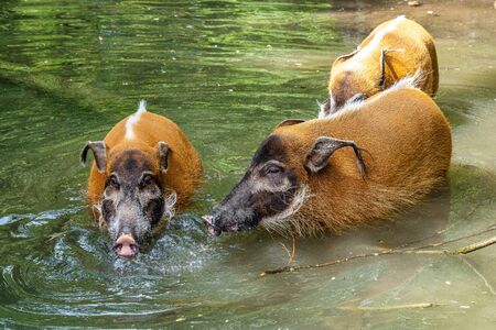Red river hog, Potamochoerus porcus, also known as the bush pig. This pig has an acute sense of smell to locate food underground.の写真素材