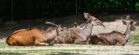 The common eland, Taurotragus oryx also known as the southern eland or eland antelope, is a savannah...