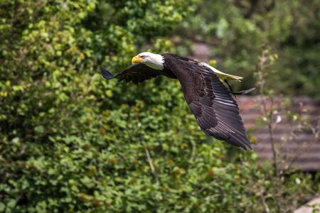 The bald eagle lat. haliaeetus leucocephalus is a bird of prey found in North America.