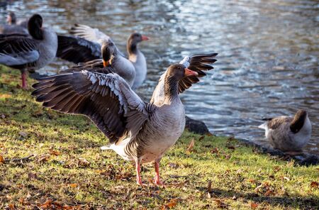 The greylag goose, Anser anser is a species of large goose in the waterfowl family Anatidae and the type species of the genus Anser.の写真素材