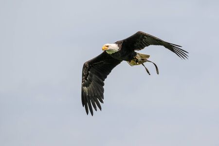 The bald eagle lat. haliaeetus leucocephalus is a bird of prey found in North America.