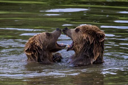 European brown bear, ursus arctos in a park in germanyの写真素材