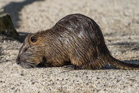 Coypu, Myocastor coypus, also known as river rat or nutria, is a large, herbivorous, semiaquatic rodent and only member of family Myocastoridae.の写真素材