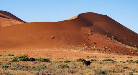 Scenic view at Deadvlei, Sossusvlei. Namib-Naukluft National Park, Namibia, Africaの写真素材