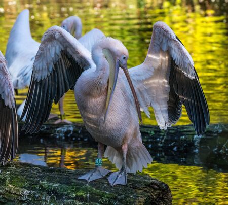 The Great White Pelican, Pelecanus onocrotalus also known as the rosy pelican is a bird in the pelican family.の写真素材
