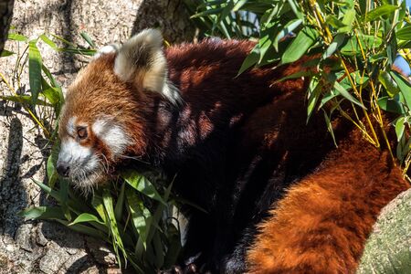 The red panda, Ailurus fulgens, also called the lesser panda and the red cat-bear.の写真素材
