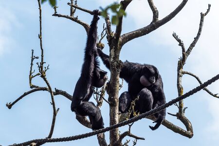 The siamang,Symphalangus syndactylus is an arboreal black-furred gibbon native to the forests of Malaysia, Thailand, and Sumatra. The largest of the gibbons.の写真素材