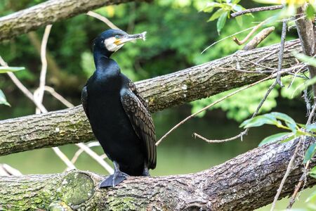 The great cormorant, Phalacrocorax carbo known as the great black cormorant across the Northern Hemisphere, the black cormorant in Australia and the black shag further south in New Zealandの写真素材