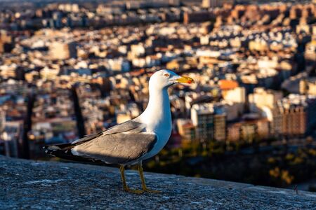 Seagull on the walls of Santa Barbara Castle in Alicante, Spainの写真素材