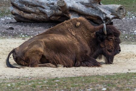 The American bison or simply bison, also commonly known as the American buffalo or simply buffalo, is a North American species of bison that once roamed North America in vast herds.の写真素材